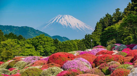 Hosted Tour: Japan...May 12-22, 2024